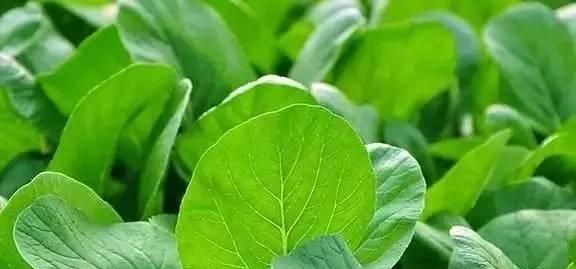 蔬菜使用农药防治病虫害的基本原则