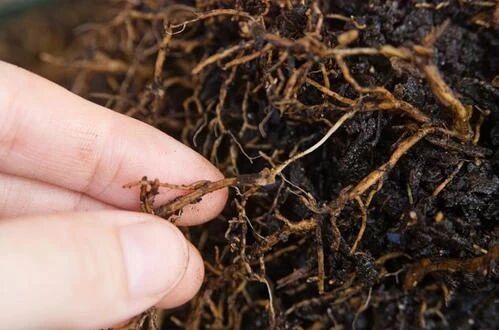 1768966732926357.jpg 1768966732926357.jpg